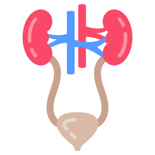 Renal Anatomy, Physiology & Nephrology
